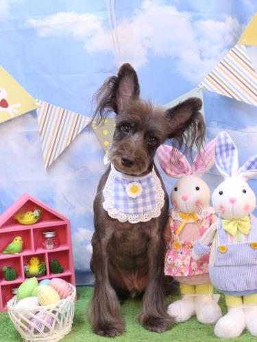 20240310コットンくん